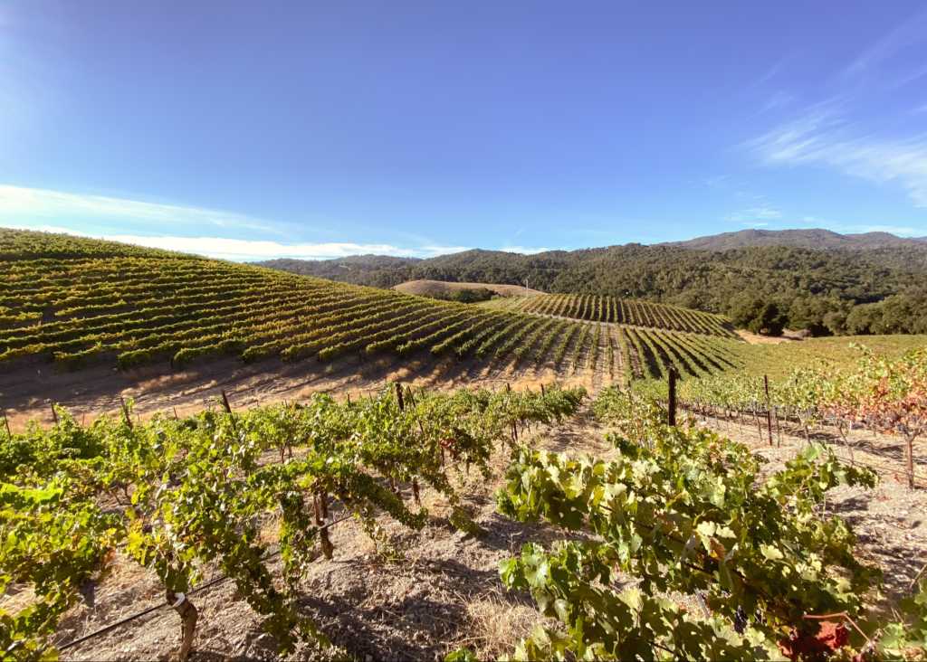 Vineyards on a rolling hill in Paso Robles on a clear, sunny day.